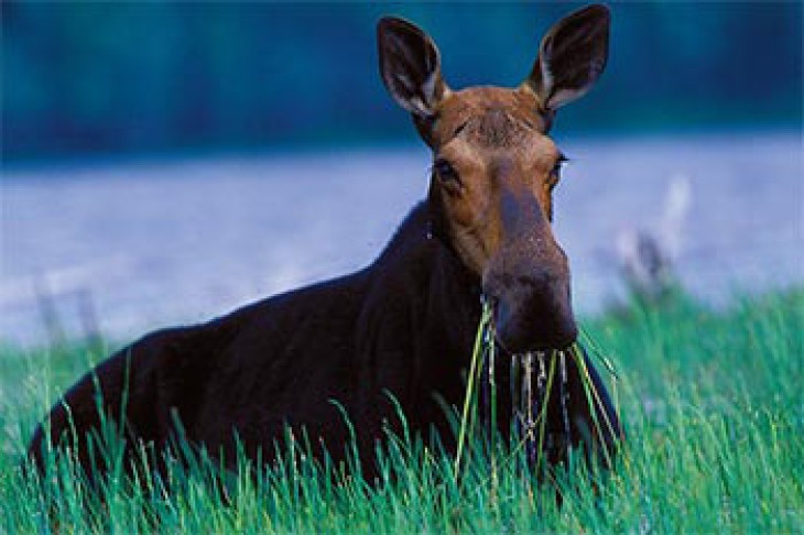 Susan_C_Morse_Moose_Spr15_9.jpg