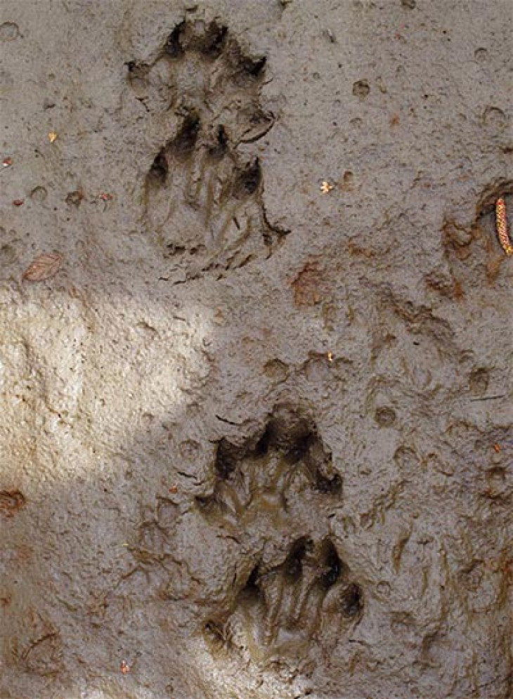 Susan_C_Morse_otter_sum16_2.jpg