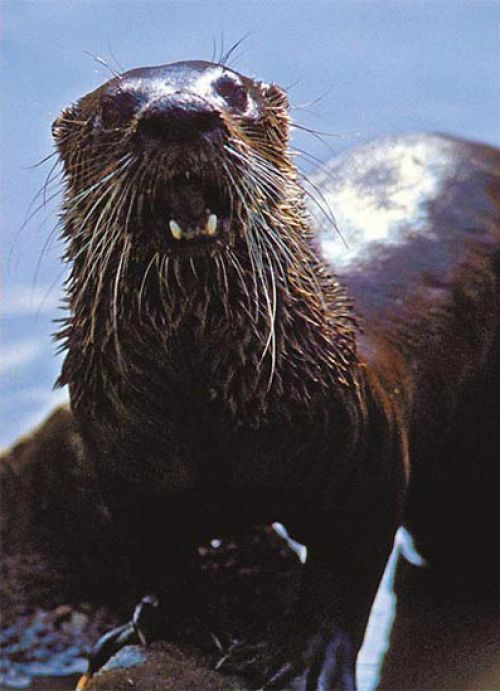 Susan_C_Morse_otter_win15.jpg