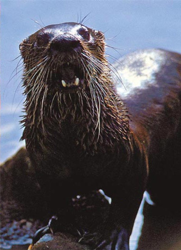 Tracking Tips: Fisher or Otter?