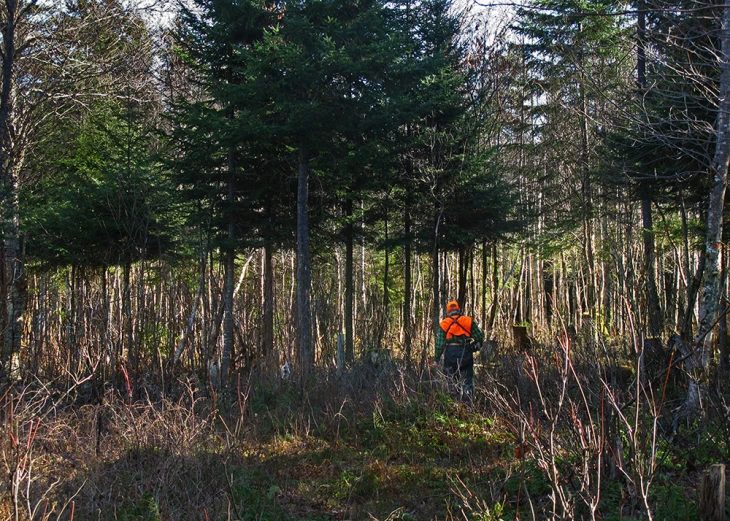 Overbrowsing by Deer