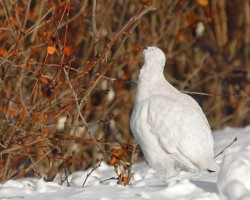 Tracking Tips: Snow Birds: Staying North for the Winter Photo: Susan C. Morse ©