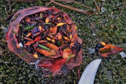 Susan_C_Morse_Ptarmigan-3.jpg Photo: Susan C. Morse ©