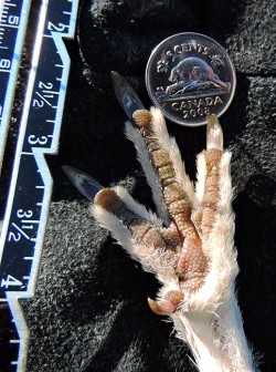 Susan_C_Morse_Ptarmigan-4.jpg Photo: Susan C. Morse ©