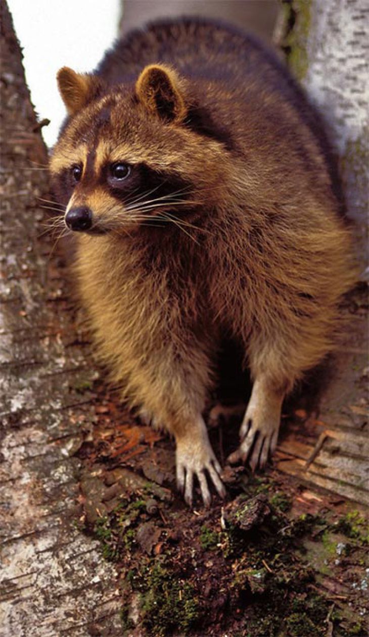 Susan_C_Morse_raccoon_sum16_1.jpg