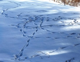 Susan_C_Morse_red_fox_1.jpg thumbnail