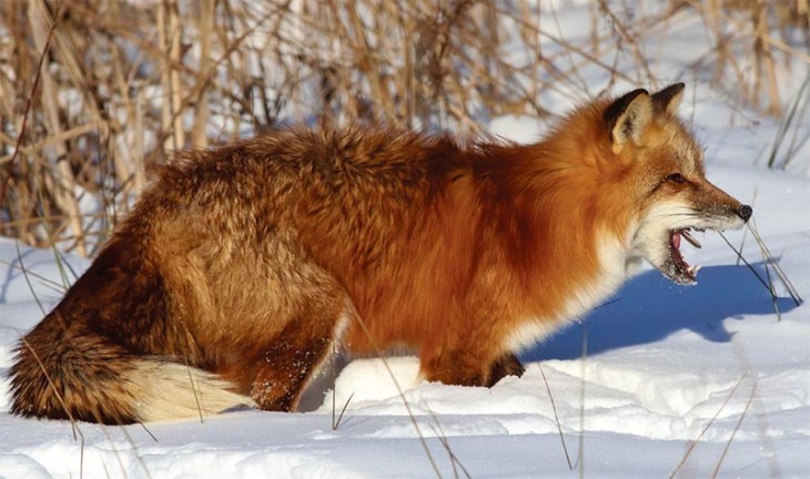 Susan_C_Morse_red_fox_3.jpg