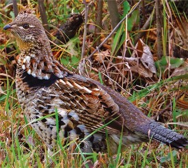 Susan_C_Morse_ruffed_grouse_1.jpg thumbnail