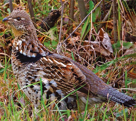 Susan_C_Morse_ruffed_grouse_1.jpg