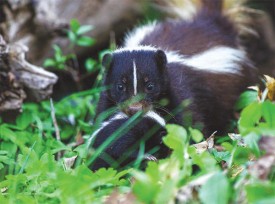 Susan_C_Morse_Skunk_Sum15_1.jpg thumbnail