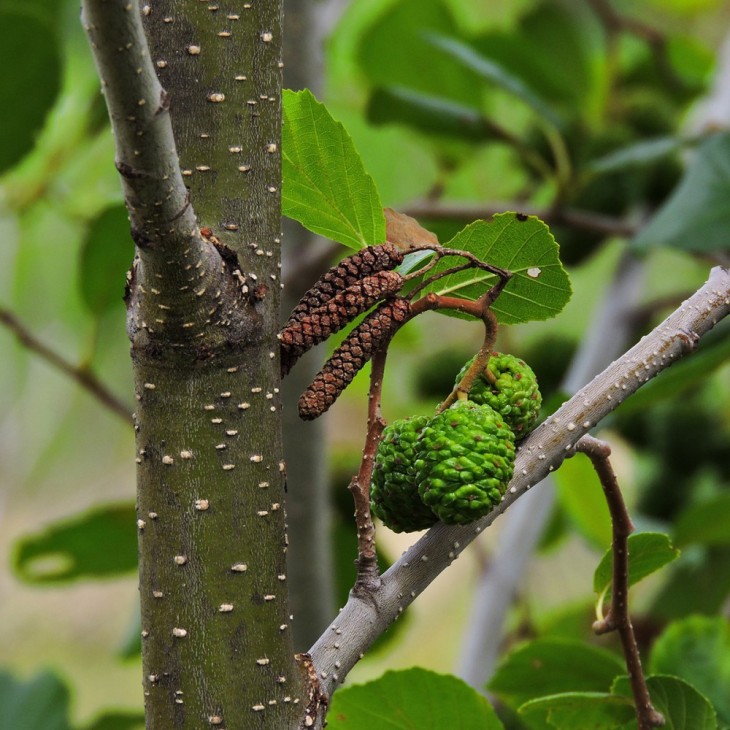 Speckeled Alder