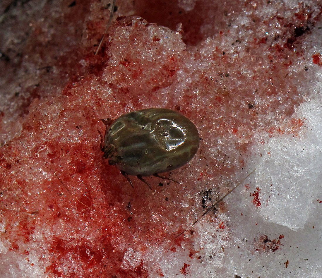 Tick in Snow