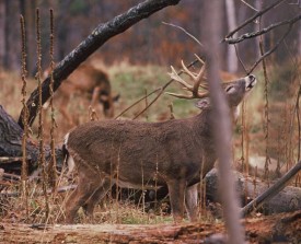 Susan_C_Morse_whitetail_aut13_1.jpg thumbnail