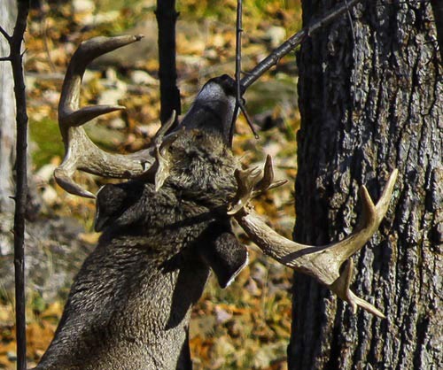 Susan_C_Morse_whitetail_aut13_2.jpg