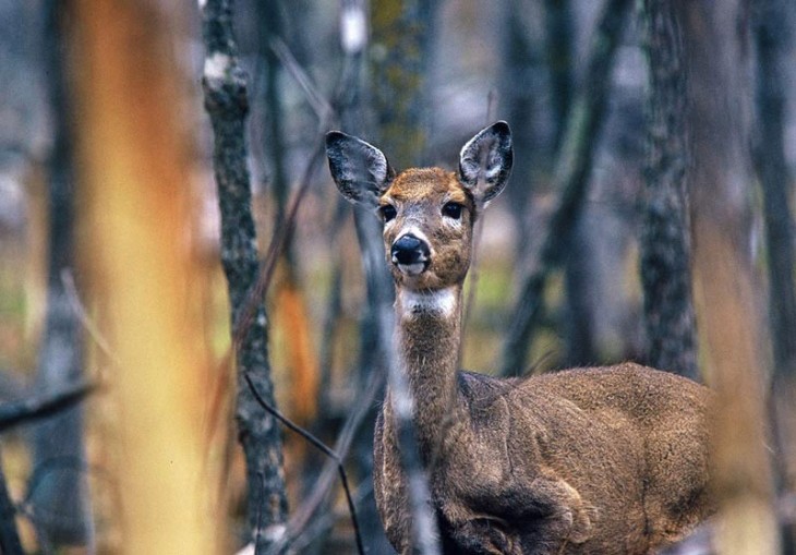 Whitetail Deer