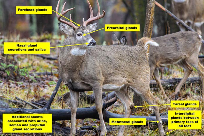Whitetail Deer