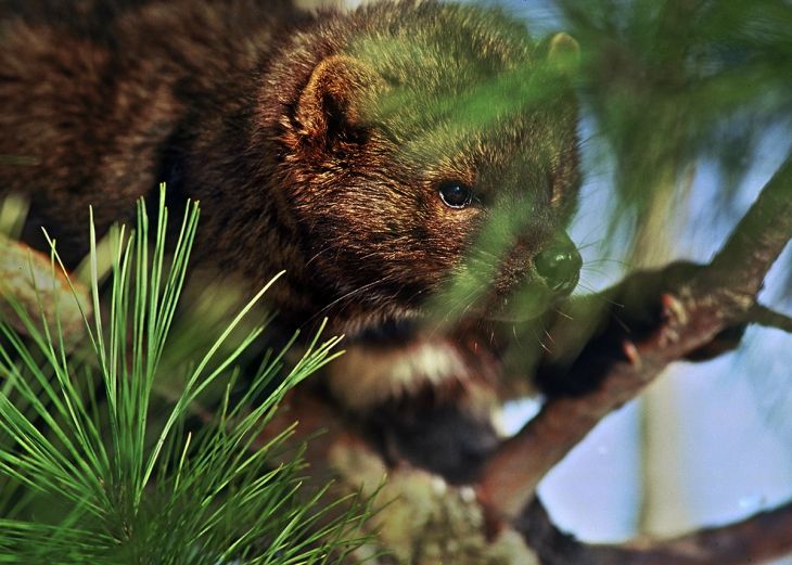 Tracking Tips: Fishers Aren't Cats 2