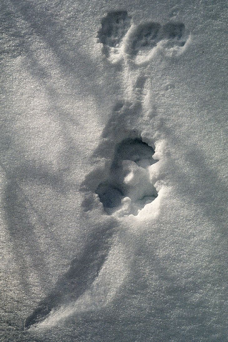 Tracking Tips: Fishers Aren't Cats 5