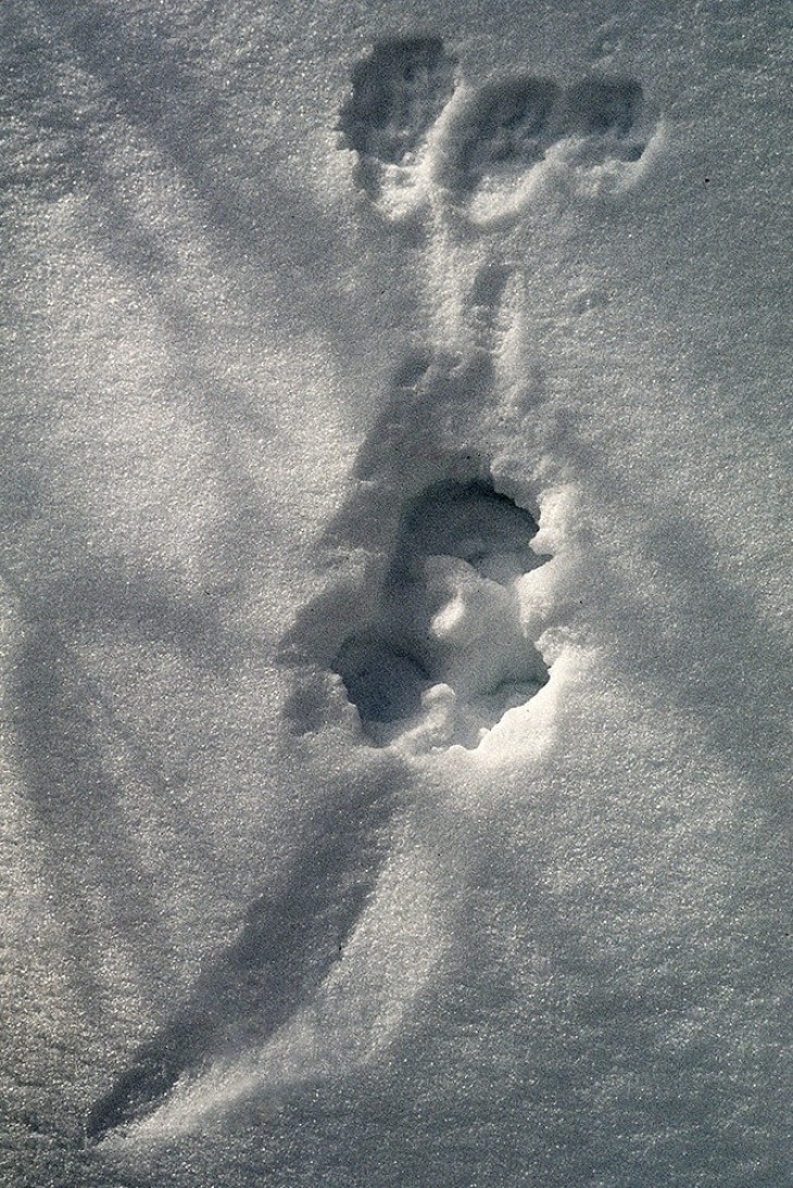 Tracking Tips: Fishers Aren't Cats 5