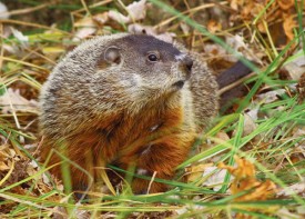 Susan_C_Morse_woodchuck_SUM13.jpg thumbnail