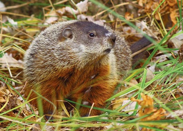 Tracking Tips: The Intriguing Woodchuck