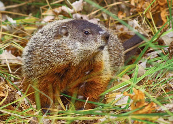 Susan_C_Morse_woodchuck_SUM13.jpg