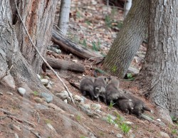 Fox Family Life Photo: Northern Woodlands