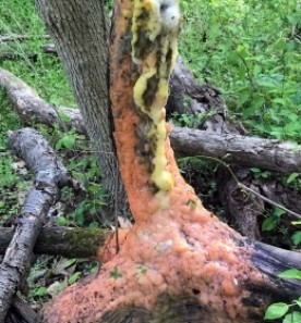 Sweet slimy mystery thumbnail