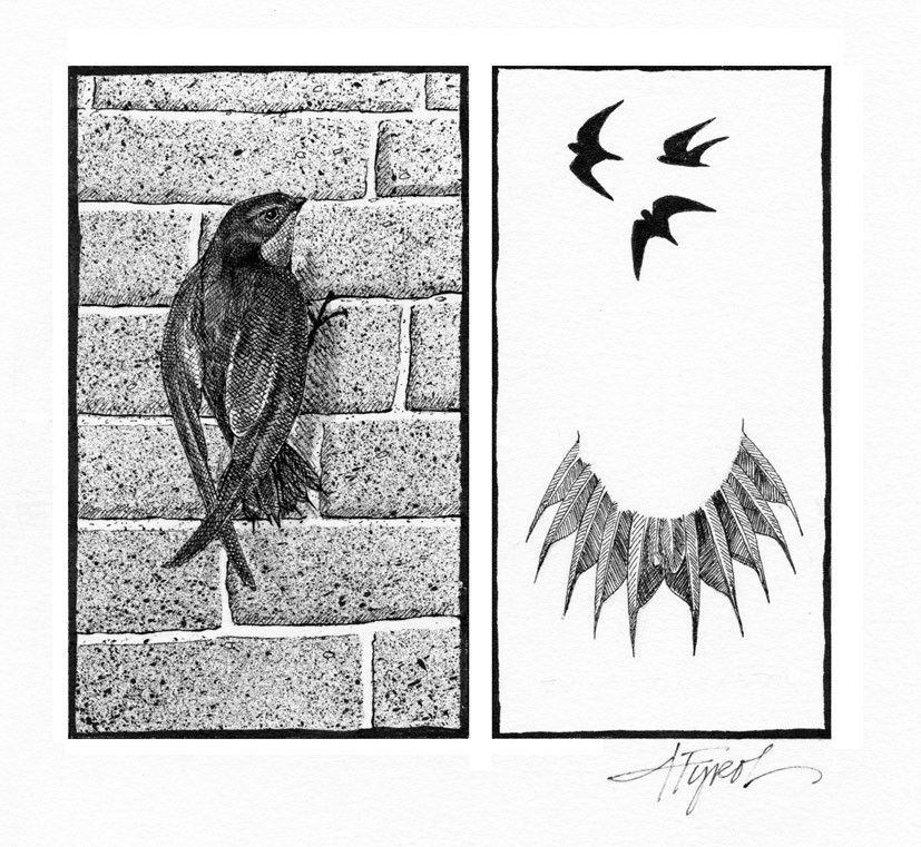 The Swifts of Summer thumbnail