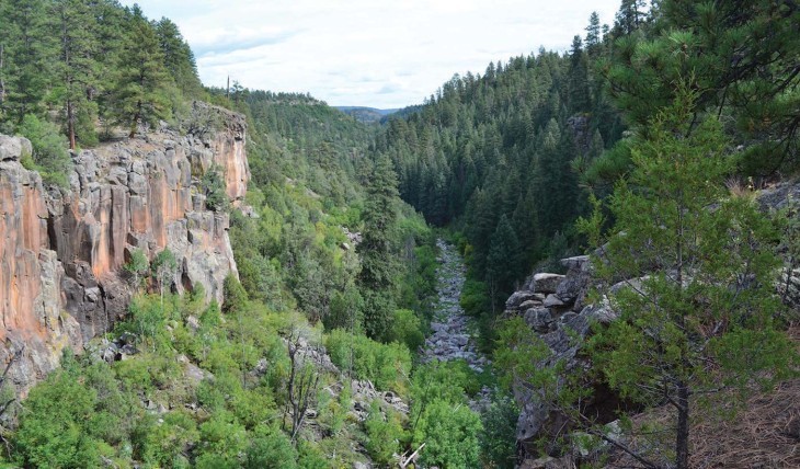 Rejuvenated by Fire: Arizona’s Ponderosa Pine Forests