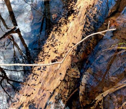 Tadpoles on log