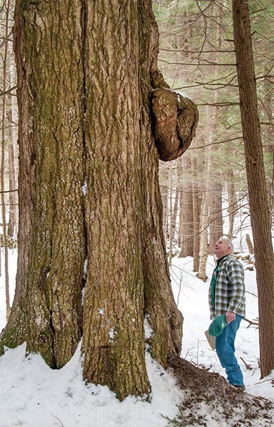 What Determines How Tall a Tree Can Grow?