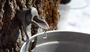 When is the Best Time for Sugarmakers to Tap their Maple Trees? thumbnail