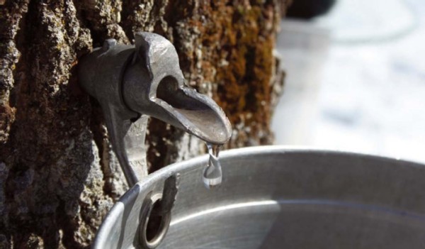 When is the Best Time for Sugarmakers to Tap their Maple Trees?