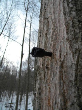 tap_web.JPG thumbnail