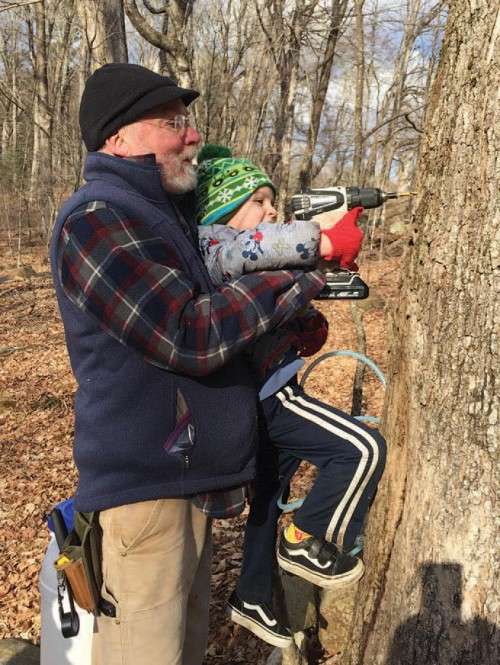 Tapping maple