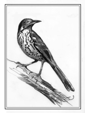 Brown Thrashers Skulk Through Thickets thumbnail