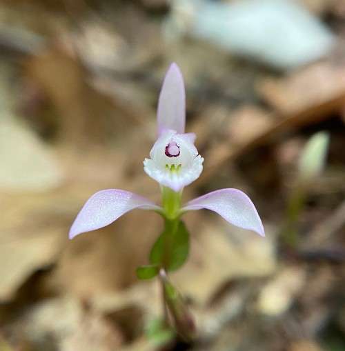 Three birds orchid