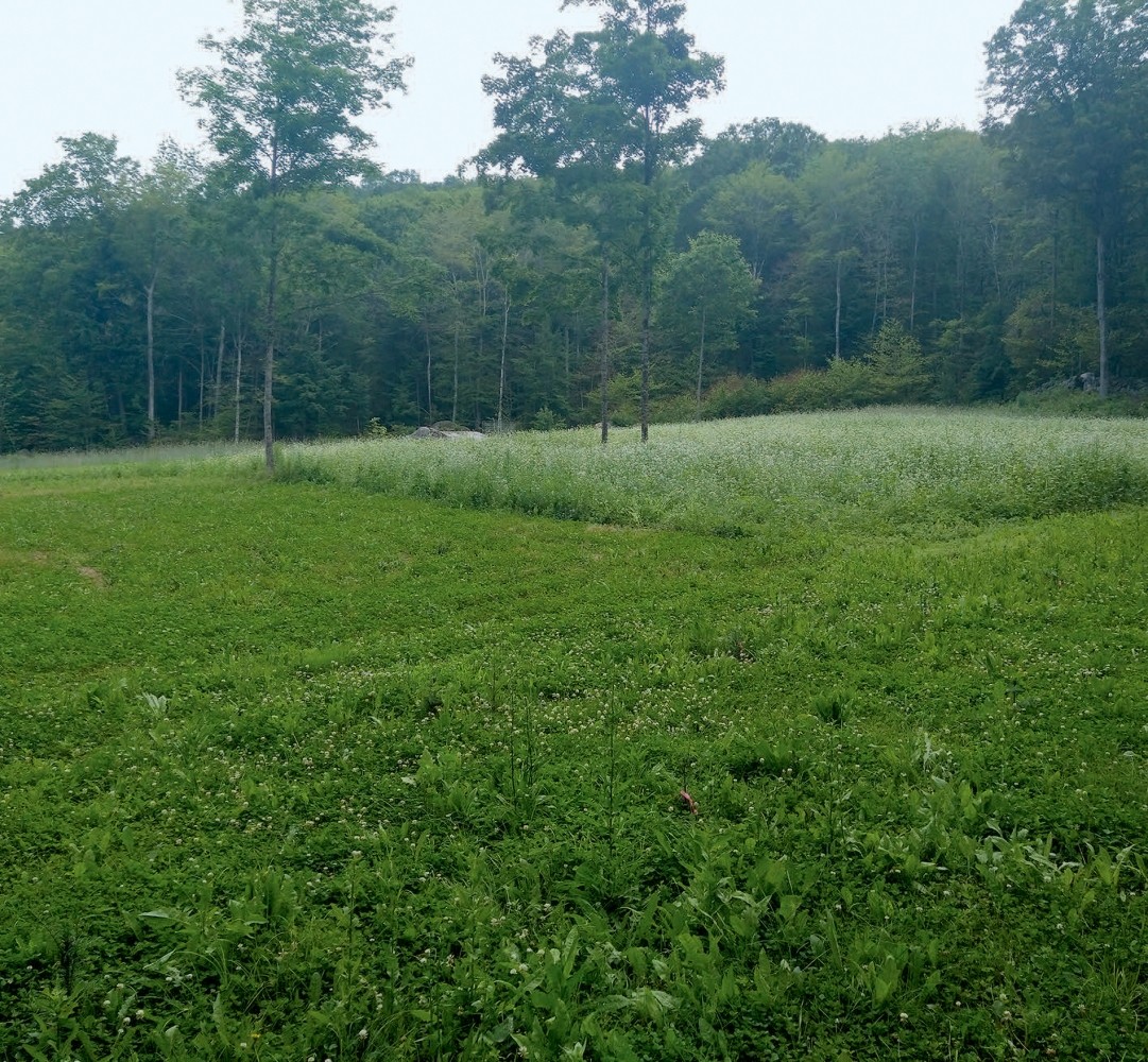 Tending the Future at Three Oaks Tree Farm