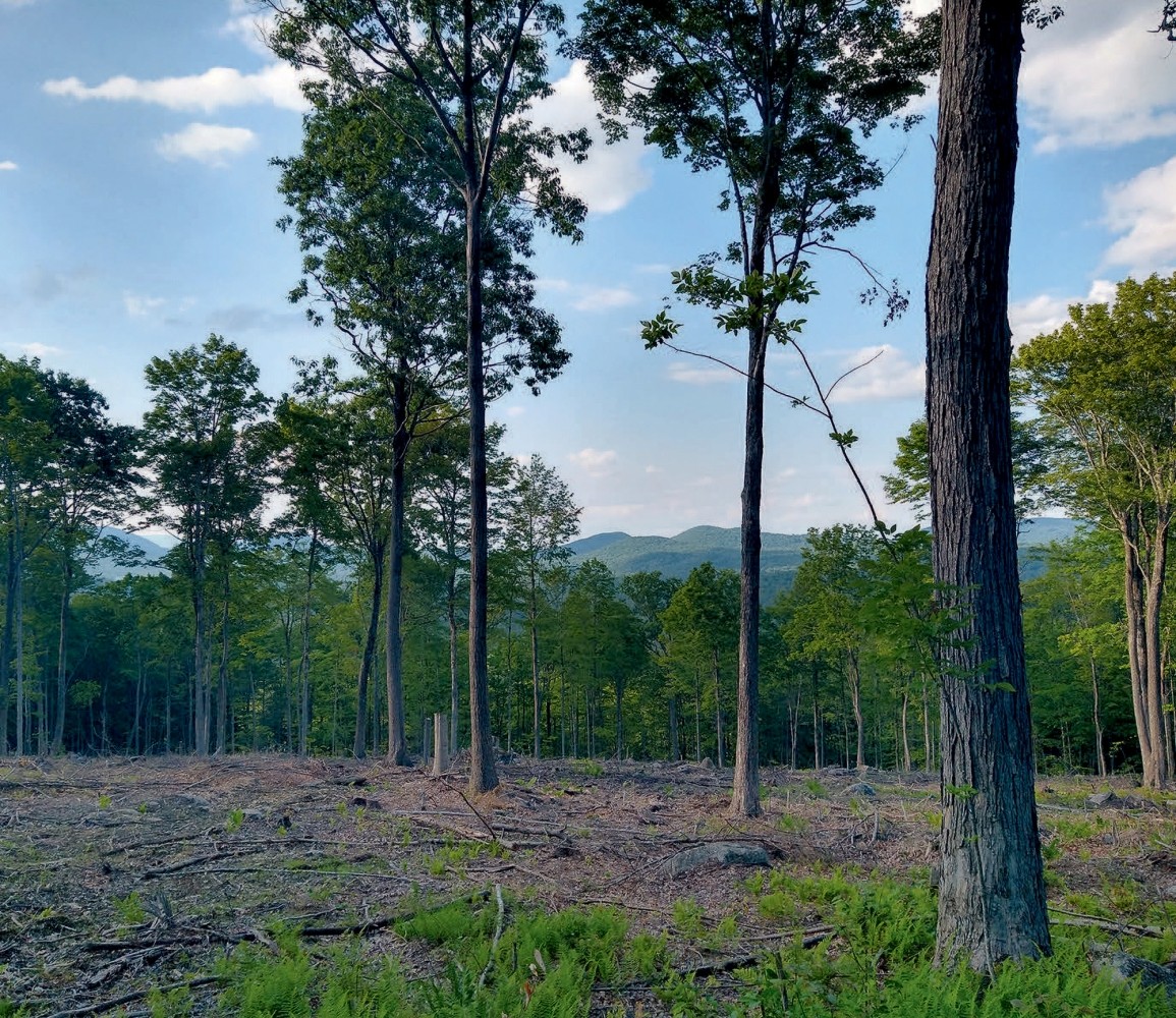 Tending the Future at Three Oaks Tree Farm