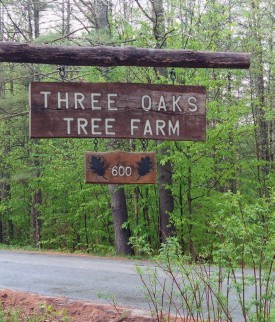 Tending the Future at Three Oaks Tree Farm thumbnail