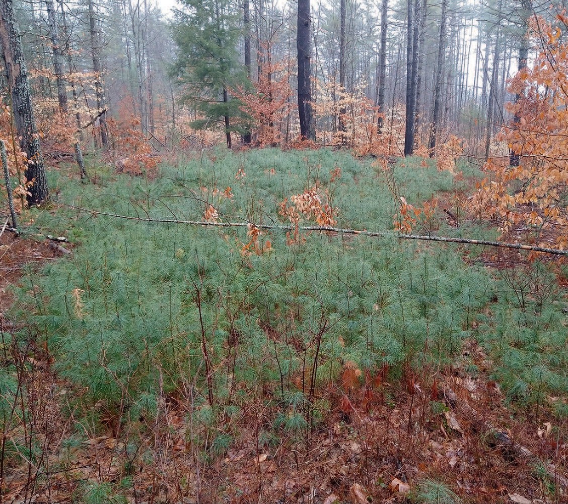 Tending the Future at Three Oaks Tree Farm