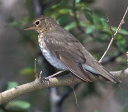 Thrushes from Top to Bottom Photo: Gerry Lemmo