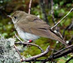 Thrushes from Top to Bottom Photo: Kent McFarland/VT Center for Ecostudies