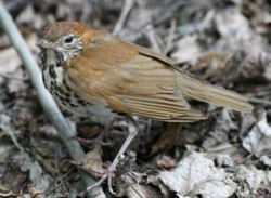 Thrushes from Top to Bottom Photo: Mary Holland