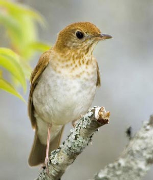 Thrushes from Top to Bottom