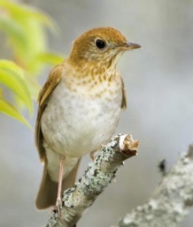 Thrushes from Top to Bottom thumbnail