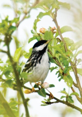 thrush_aut08.jpg thumbnail