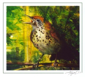 Thrush thumbnail