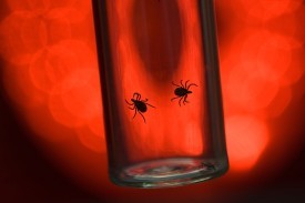 The Others: Tick-borne Diseases Besides Lyme in the Northeast thumbnail